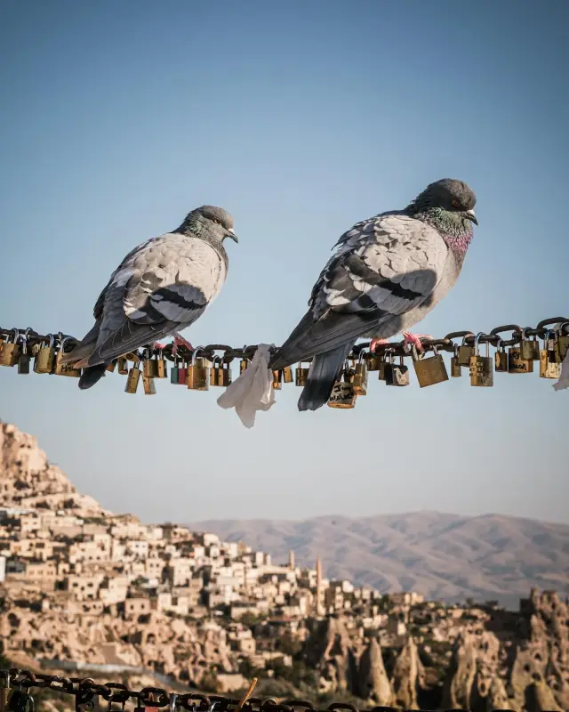 Carrier Pigeons